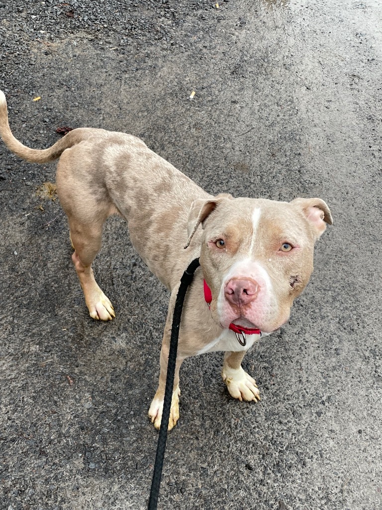 Vegas, an adoptable Pit Bull Terrier in Glenfield, NY, 13343 | Photo Image 4