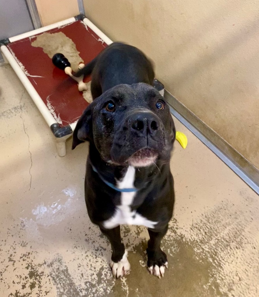 Hambone, an adoptable Labrador Retriever in West Union, OH, 45693 | Photo Image 1