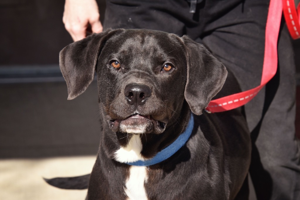 Hambone, an adoptable Labrador Retriever in West Union, OH, 45693 | Photo Image 2