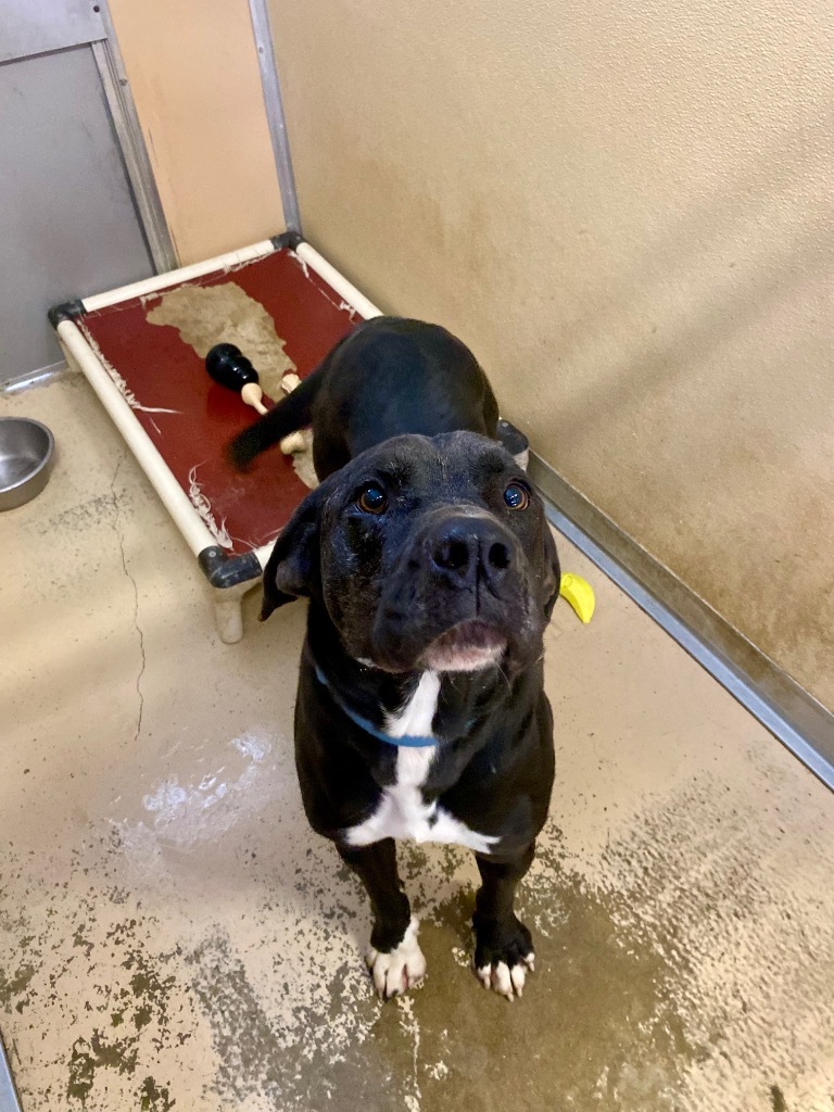 Hambone, an adoptable Labrador Retriever in West Union, OH, 45693 | Photo Image 4