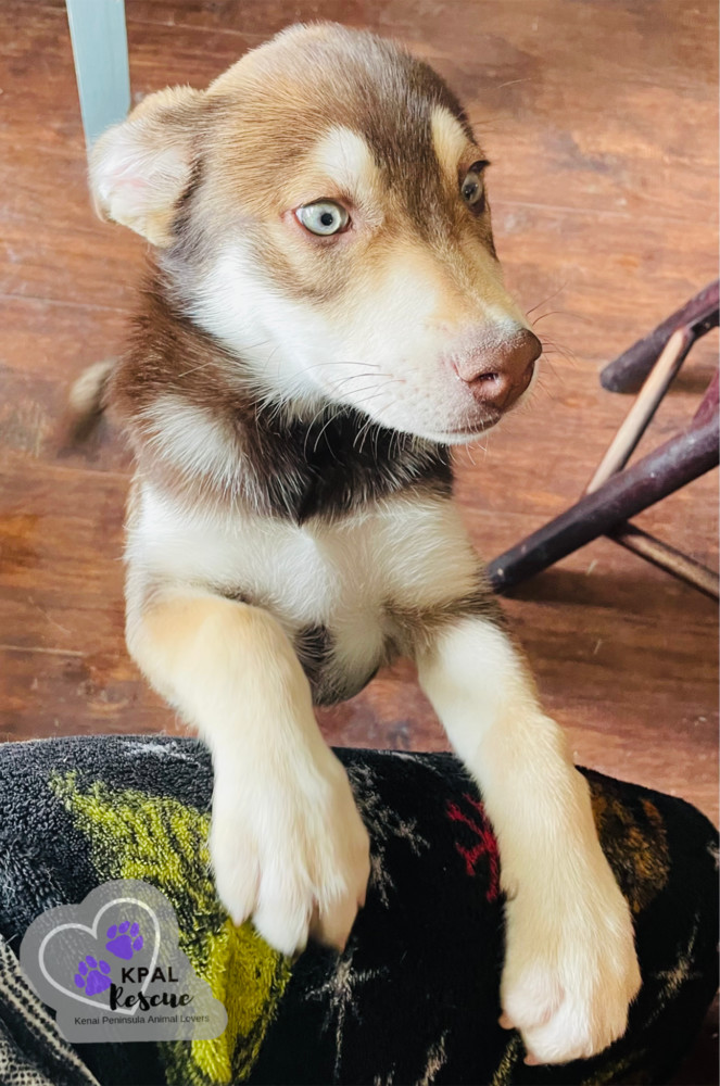 Olivia - Mouse Litter, an adoptable Husky, Mixed Breed in Kenai, AK, 99611 | Photo Image 3