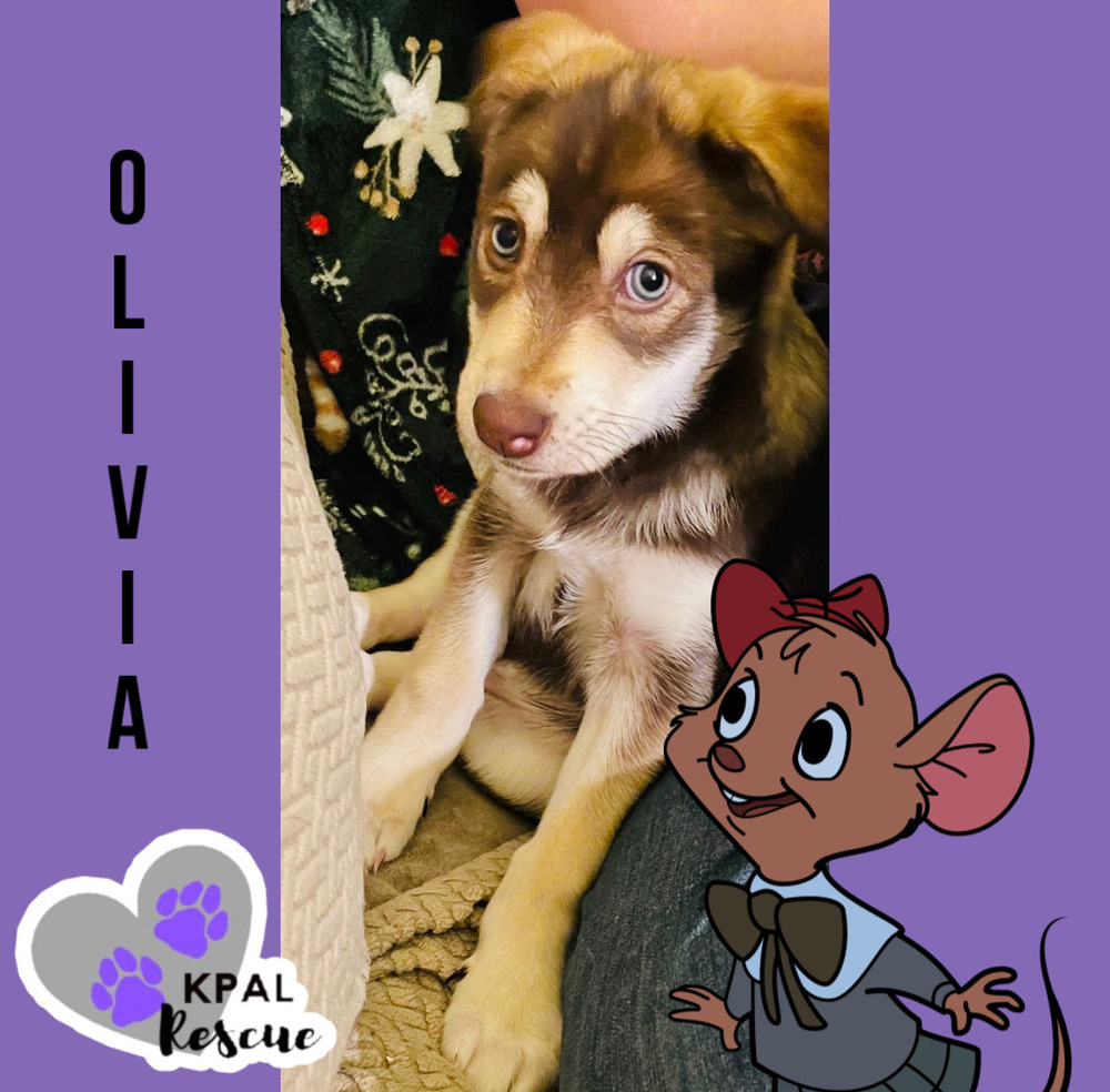 Olivia - Mouse Litter, an adoptable Husky, Mixed Breed in Kenai, AK, 99611 | Photo Image 4