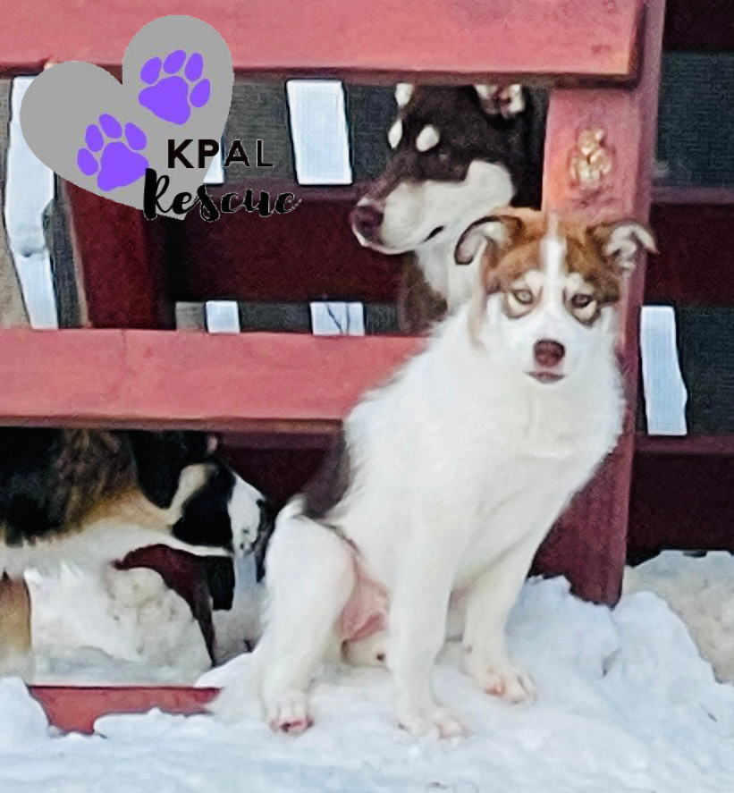 Gadget - Mouse Litter, an adoptable Husky, Mixed Breed in Kenai, AK, 99611 | Photo Image 4
