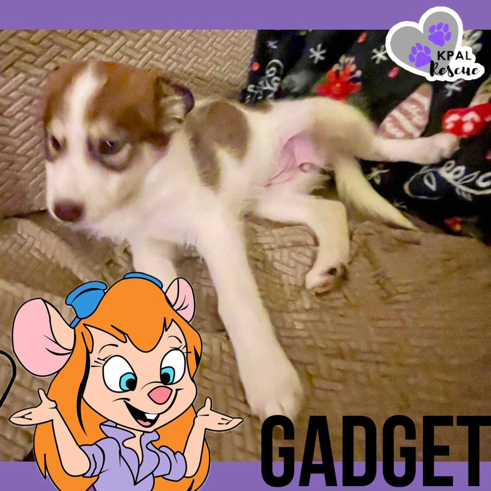 Gadget - Mouse Litter, an adoptable Husky, Mixed Breed in Kenai, AK, 99611 | Photo Image 5