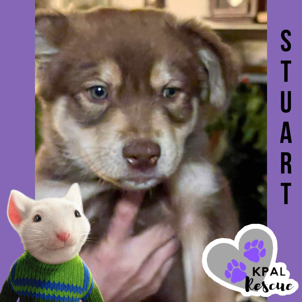 Stuart - Mouse Litter, an adoptable Husky, Mixed Breed in Kenai, AK, 99611 | Photo Image 6