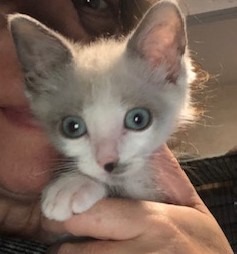 Fiordaliso -FIV+ (bonded with Colomba)