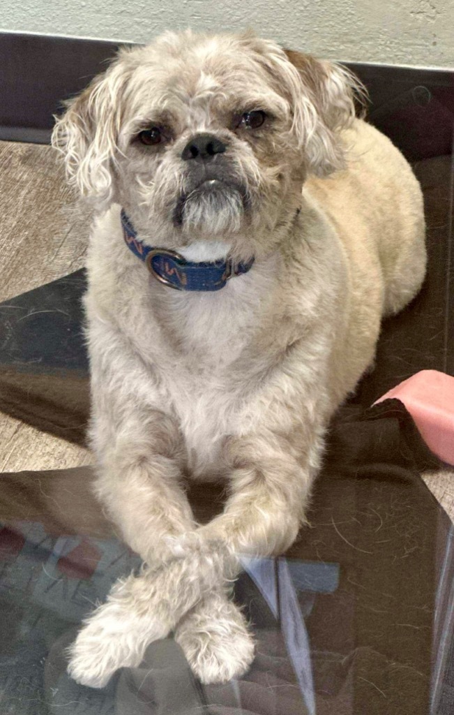 Sunny, an adoptable Border Terrier, Pug in Lake Forest, CA, 92630 | Photo Image 1