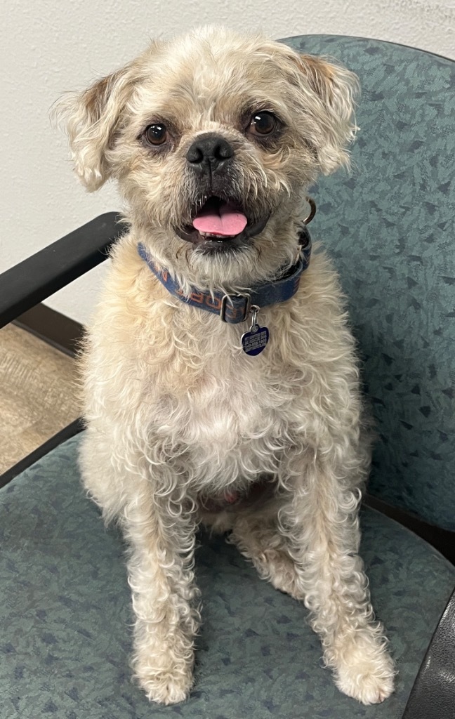 Sunny, an adoptable Pug, Border Terrier in Lake Forest, CA, 92630 | Photo Image 1