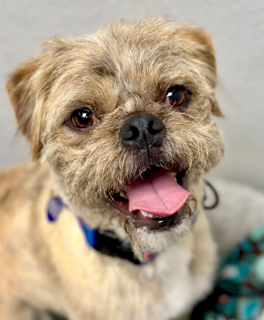 Sunny, an adoptable Border Terrier, Pug in Lake Forest, CA, 92630 | Photo Image 2