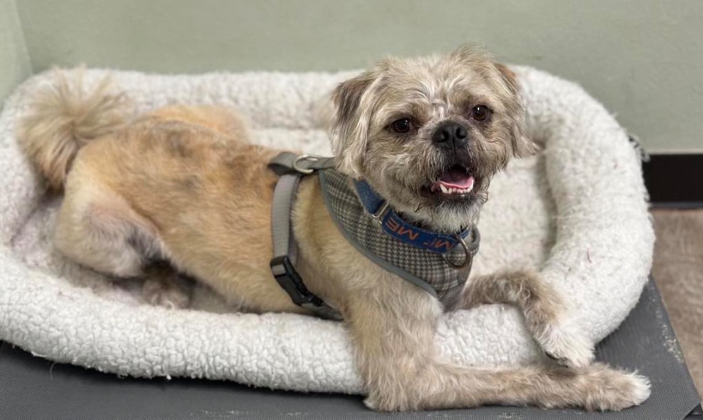 Sunny, an adoptable Border Terrier, Pug in Lake Forest, CA, 92630 | Photo Image 3