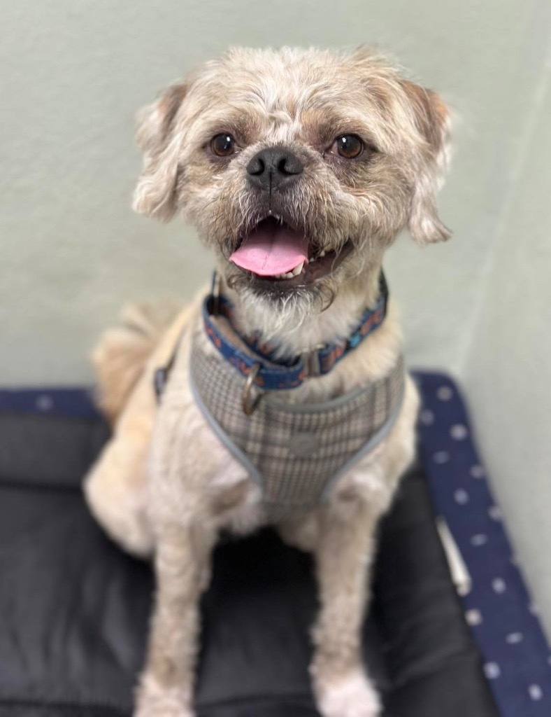 Sunny, an adoptable Border Terrier, Pug in Lake Forest, CA, 92630 | Photo Image 4