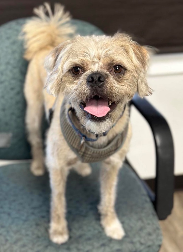 Sunny, an adoptable Border Terrier, Pug in Lake Forest, CA, 92630 | Photo Image 5
