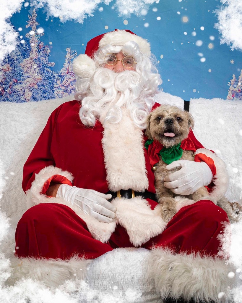 Sunny, an adoptable Border Terrier, Pug in Lake Forest, CA, 92630 | Photo Image 6