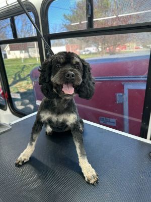 Petfinder cockapoo best sale