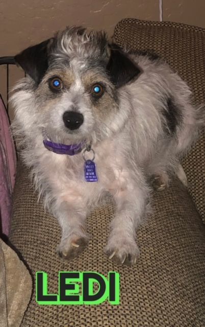 Cairn terrier papillon sales mix