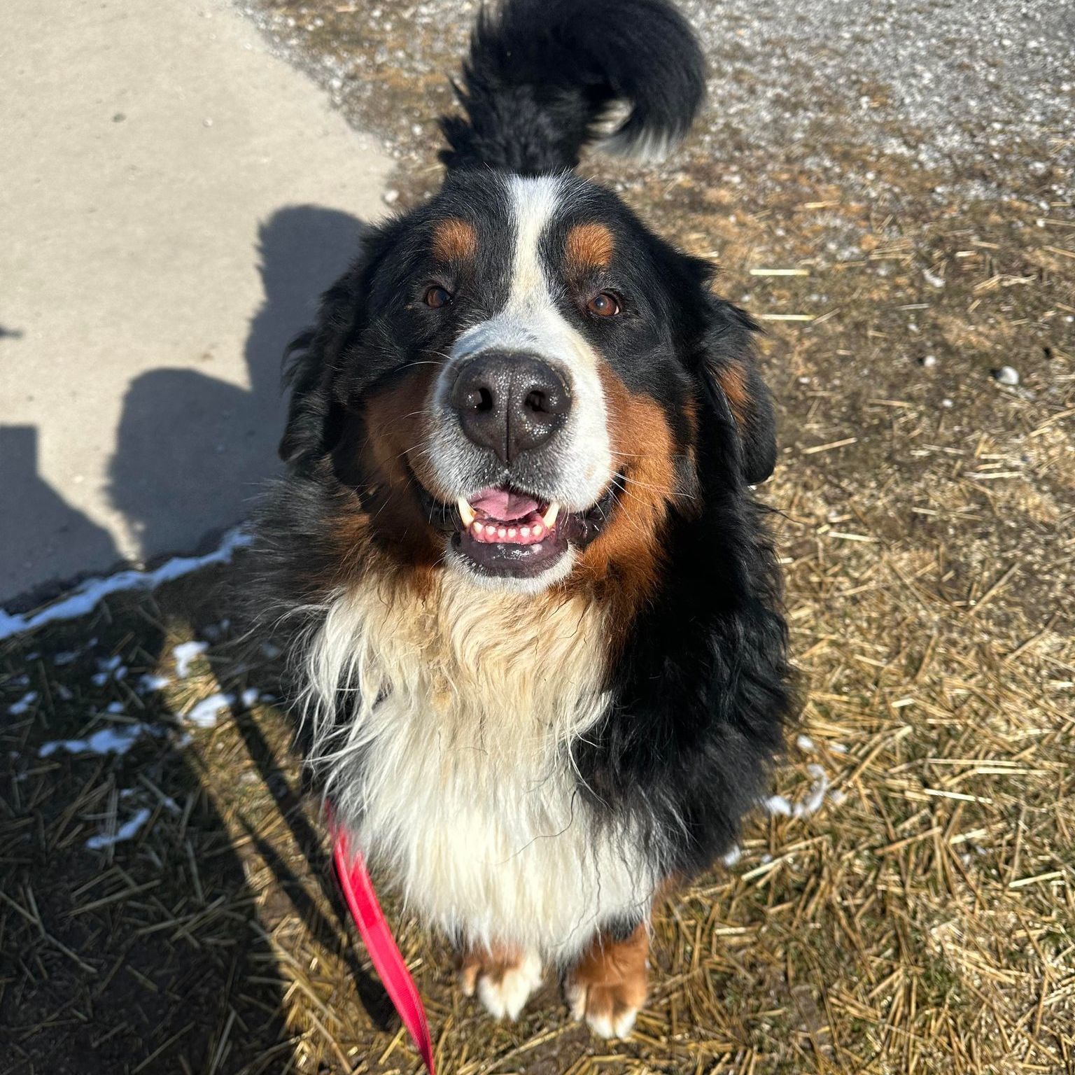 Dog for adoption Tyson a Bernese Mountain Dog in Valparaiso IN