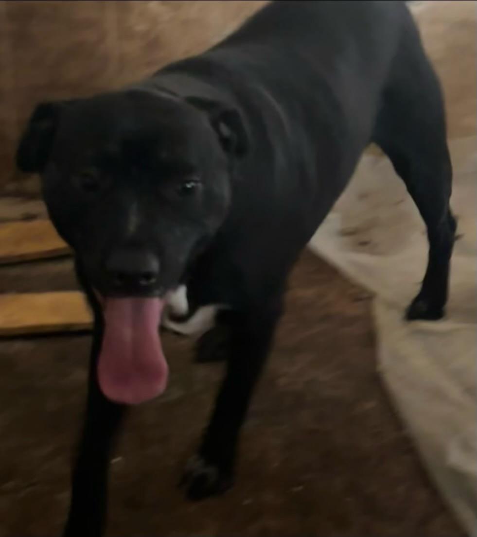 Sammy, an adoptable Black Labrador Retriever, Pit Bull Terrier in Carlin, NV, 89822 | Photo Image 1