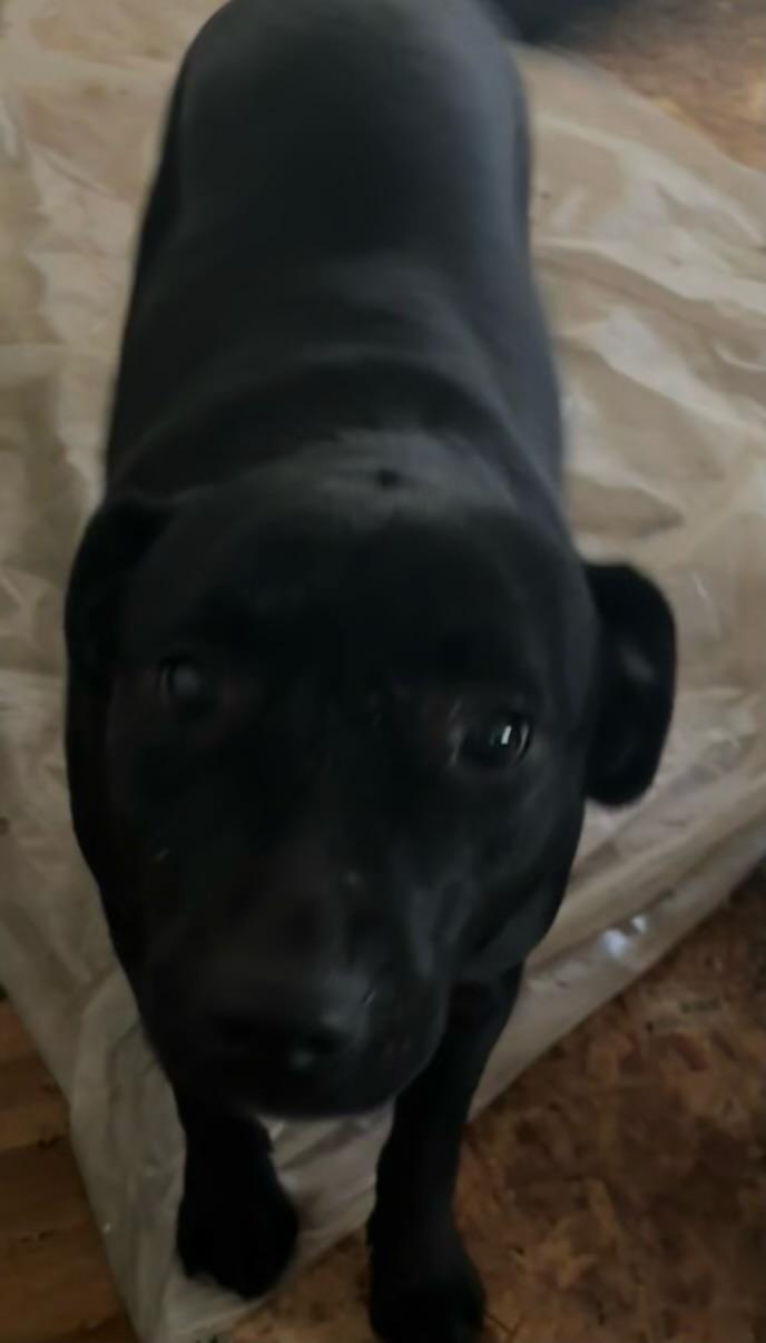 Sally , an adoptable Black Labrador Retriever, Pit Bull Terrier in Carlin, NV, 89822 | Photo Image 1