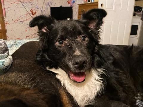Apollo, an adoptable Border Collie, Husky in Carlin, NV, 89822 | Photo Image 1