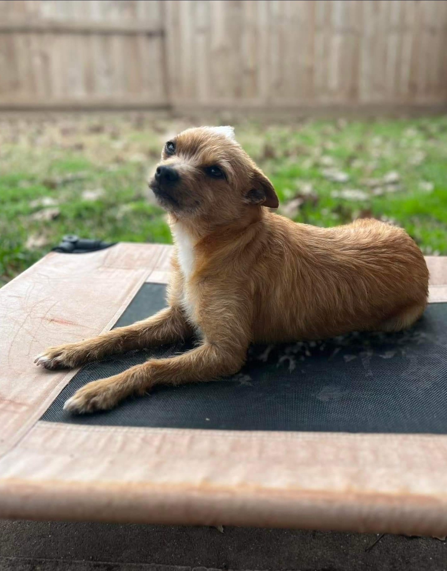 Petfinder Syracuse Ny - nu7ixmw