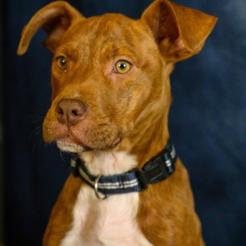 Little Red, an adoptable Pit Bull Terrier, Mixed Breed in Duluth, MN, 55803 | Photo Image 4