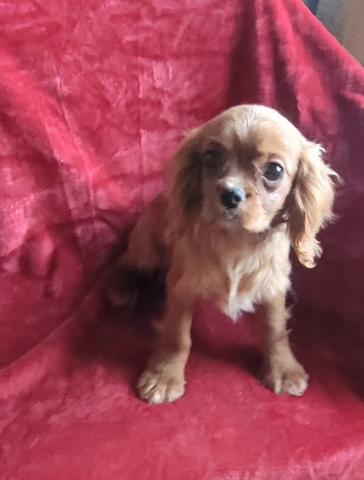 Cavalier puppies multiple colors