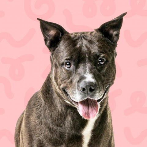 Alvin, an adoptable Mixed Breed in Reno, NV, 89502 | Photo Image 1