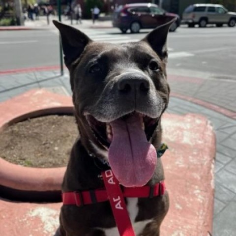 Alvin, an adoptable Mixed Breed in Reno, NV, 89502 | Photo Image 2