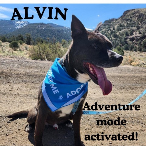 Alvin, an adoptable Mixed Breed in Reno, NV, 89502 | Photo Image 4