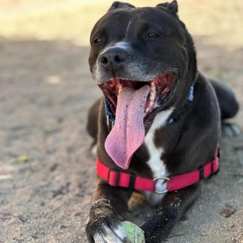 Alvin, an adoptable Mixed Breed in Reno, NV, 89502 | Photo Image 5