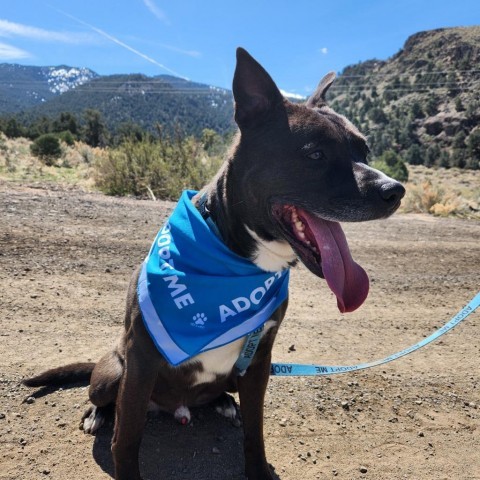 Alvin, an adoptable Mixed Breed in Reno, NV, 89502 | Photo Image 6