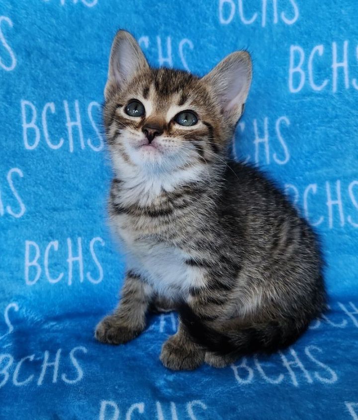 Bchs petfinder sales