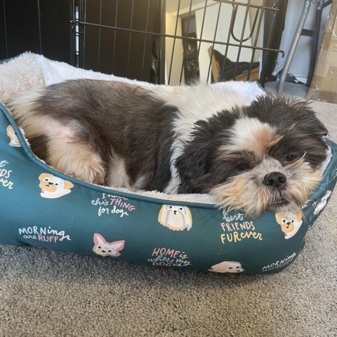 Furever shih 2024 tzu rescue