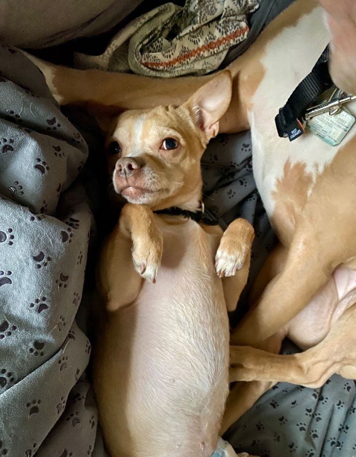 Gremlin chihuahua best sale