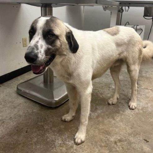 TEXAS, TEMPLE; **URGENT** FOSTER OR ADOPT 
