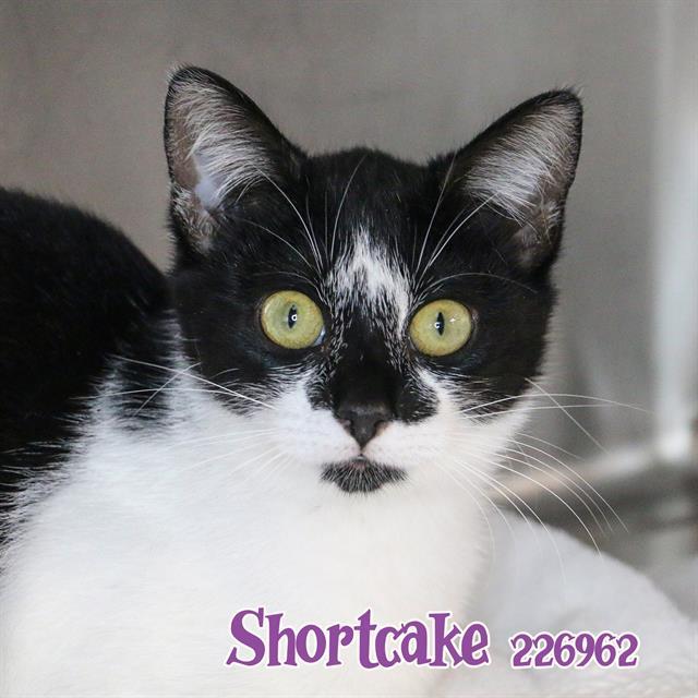 SHORTCAKE, an adoptable Domestic Short Hair in Fort Walton Beach, FL, 32548 | Photo Image 1