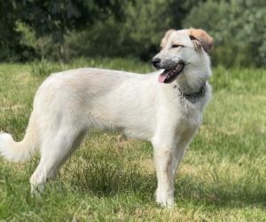 Animal Profile Raven is a female Cattle DogGreat Pyrenees mix best guess estimated to be 10 mon