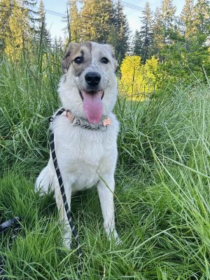 Animal Profile Raven is a female Cattle DogGreat Pyrenees mix best guess estimated to be 1 year