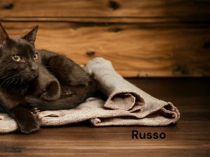 Russo Bombay Cat