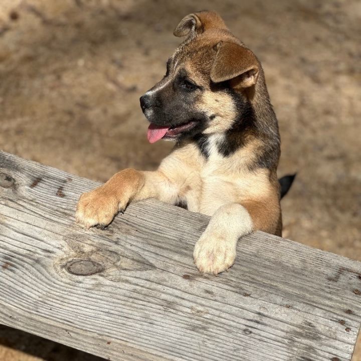 English bulldog best sale and husky mix