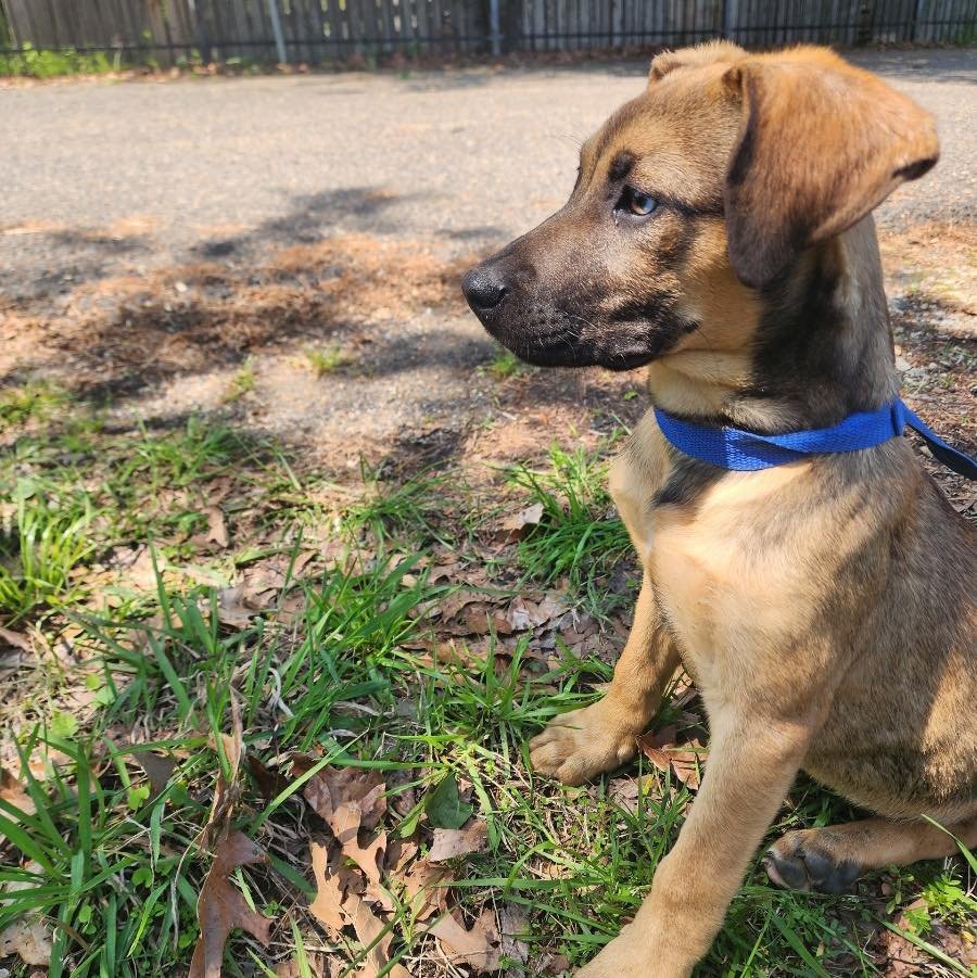 Dog for adoption Honey a Catahoula Leopard Dog Mix in