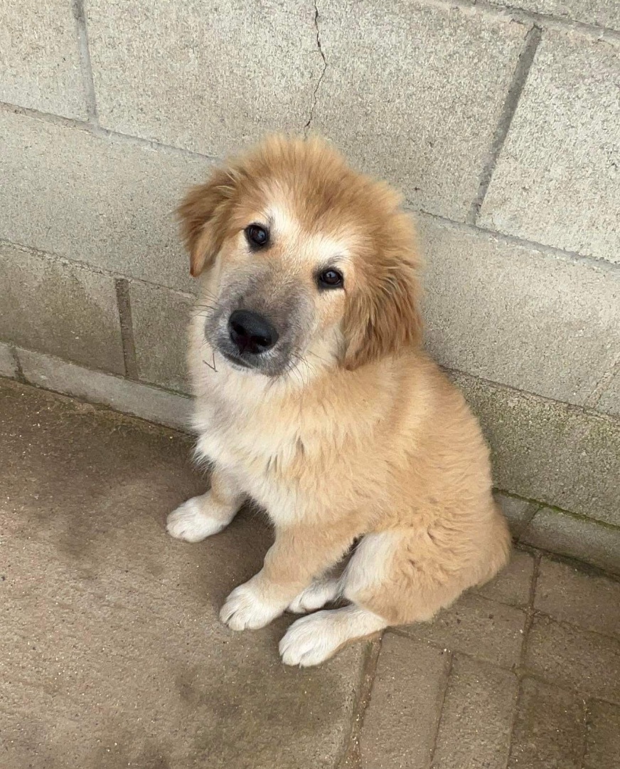 Dog for adoption - Manhattan, a Great Pyrenees & Belgian Shepherd ...