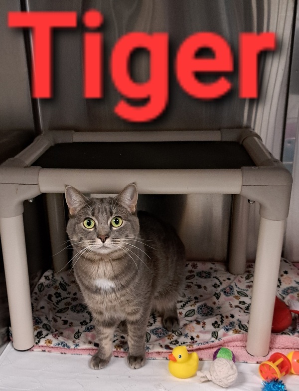 Cat for adoption Tiger a Domestic Short Hair Mix in Morristown