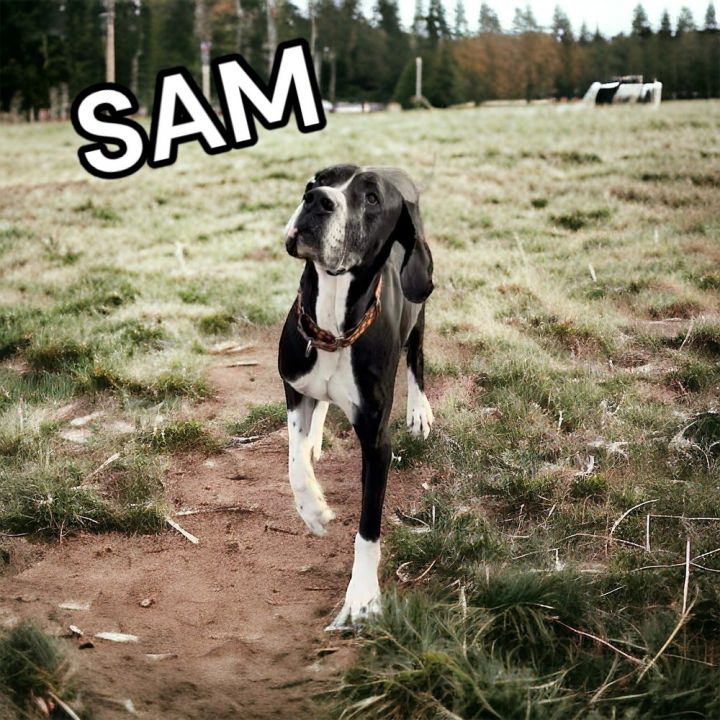 Sam 1