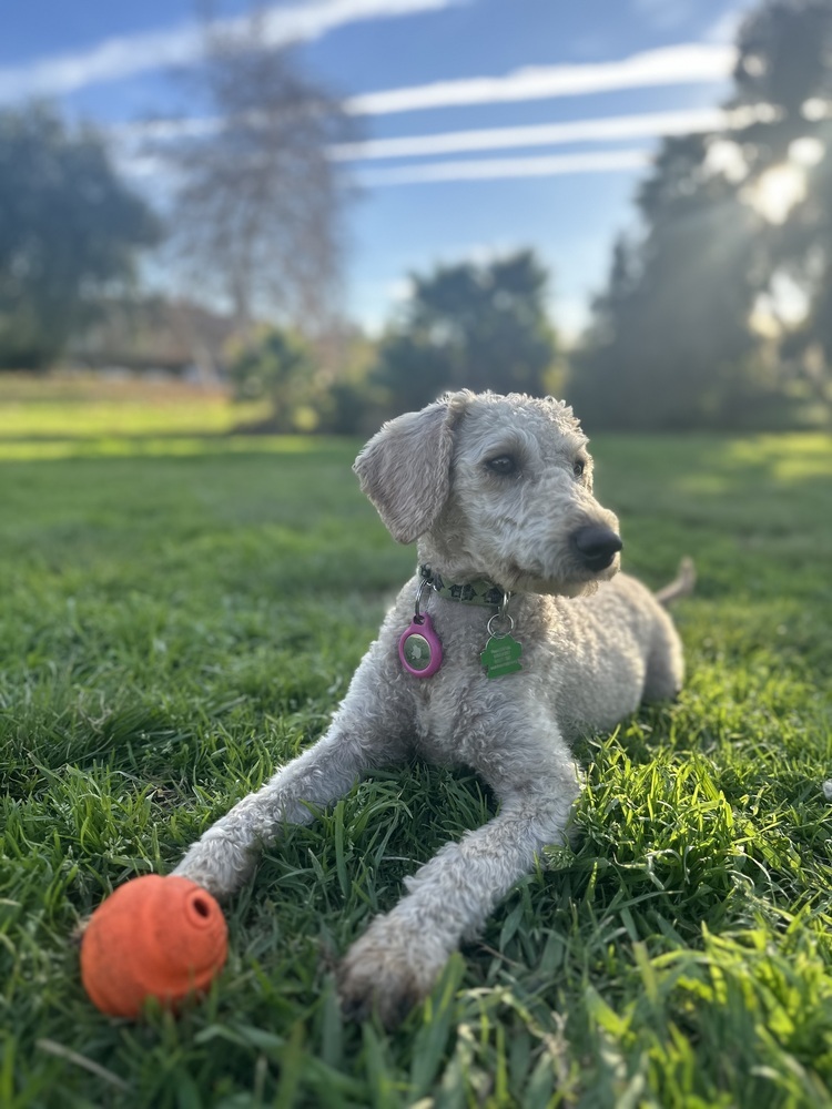 Loosey, an adoptable Goldendoodle in San Diego, CA, 92103 | Photo Image 3