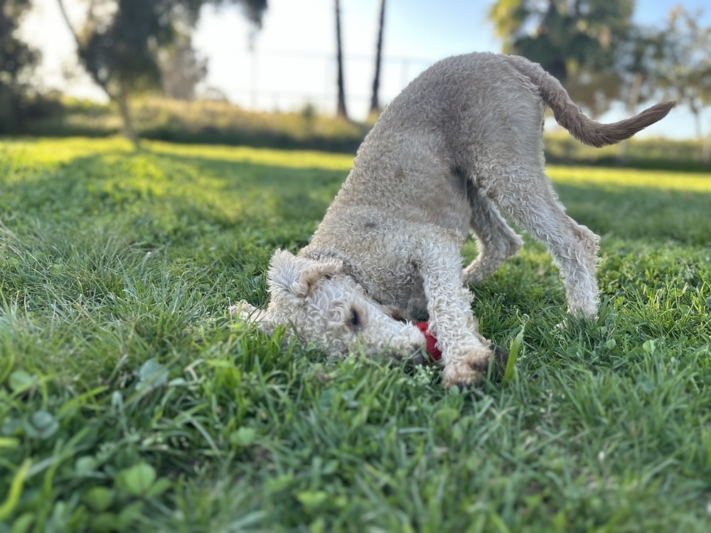 Loosey, an adoptable Goldendoodle in San Diego, CA, 92103 | Photo Image 6