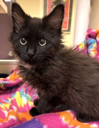 Whisper, an adoptable Domestic Medium Hair, Domestic Short Hair in Wenatchee, WA, 98807 | Photo Image 1