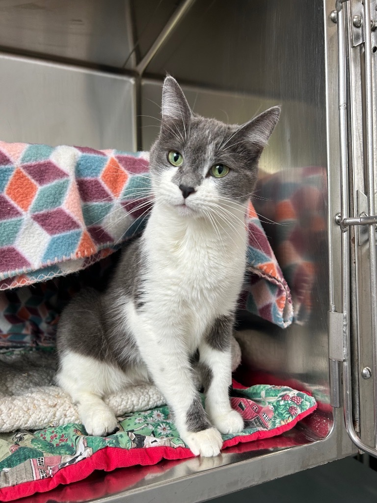 F6 Pebbles, an adoptable Domestic Short Hair in Ashland, WI, 54806 | Photo Image 1