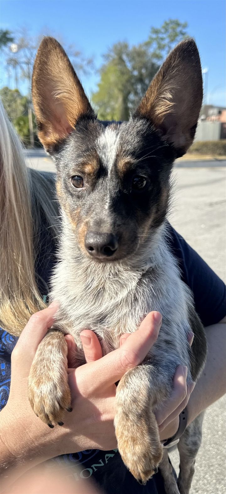 Grey best sale heeler dog