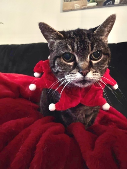 Mami Chat (Mickey), an adoptable Domestic Short Hair in Montreal, QC, H4P 1X4 | Photo Image 1